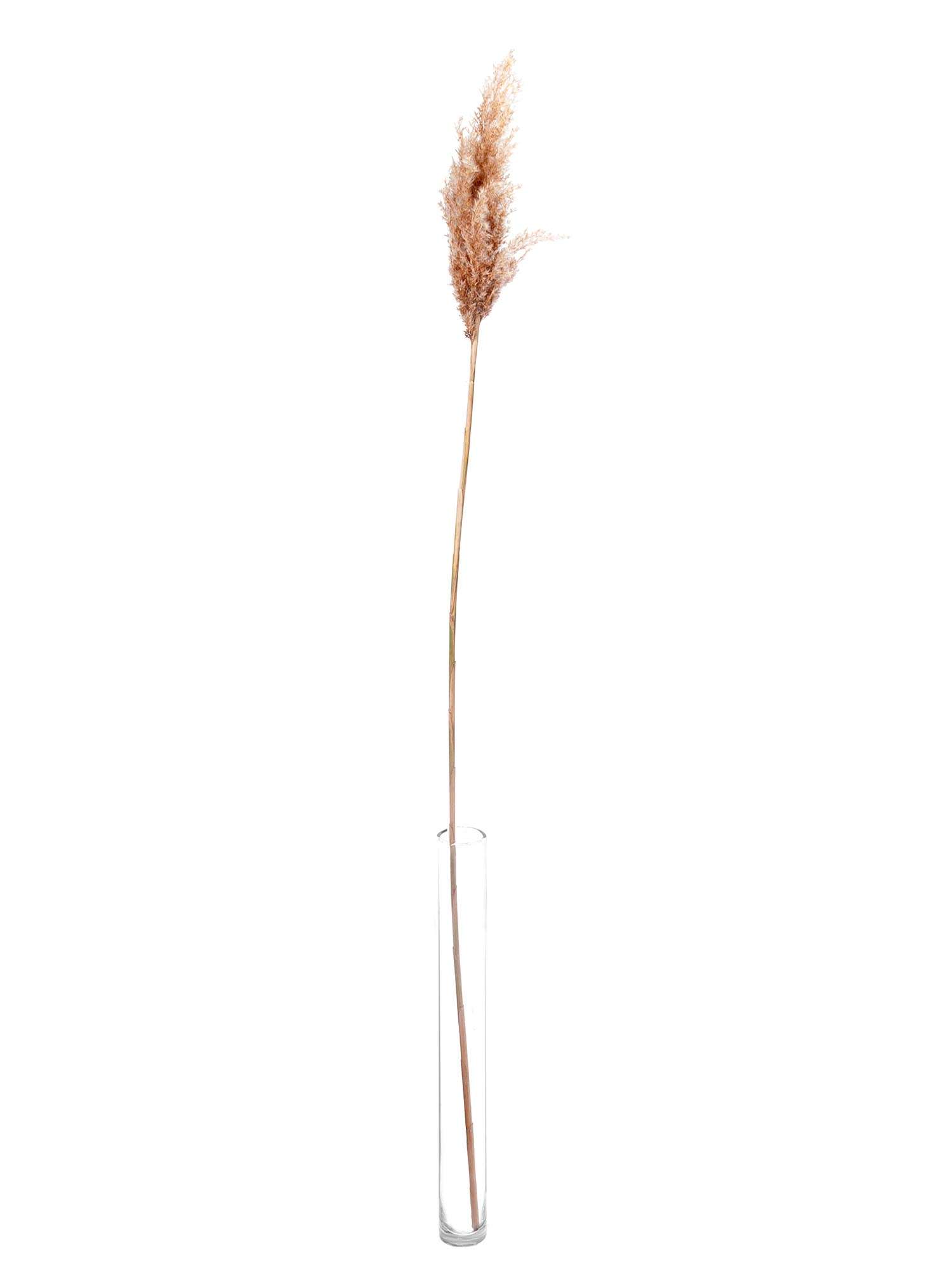 blumigo-trockenblumen-pampasgras-getrocknet-natur-deko image 6