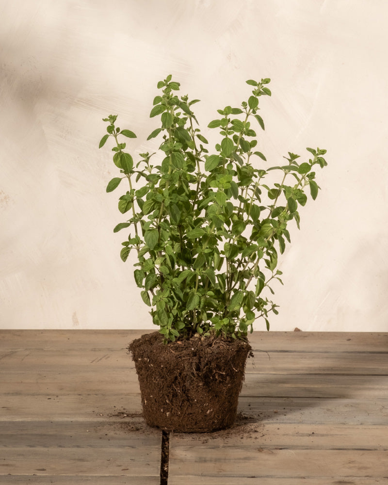 feey-amsterdam-oregano-kr-uterpflanze-ohne-topf-winterhart-essbar image 3