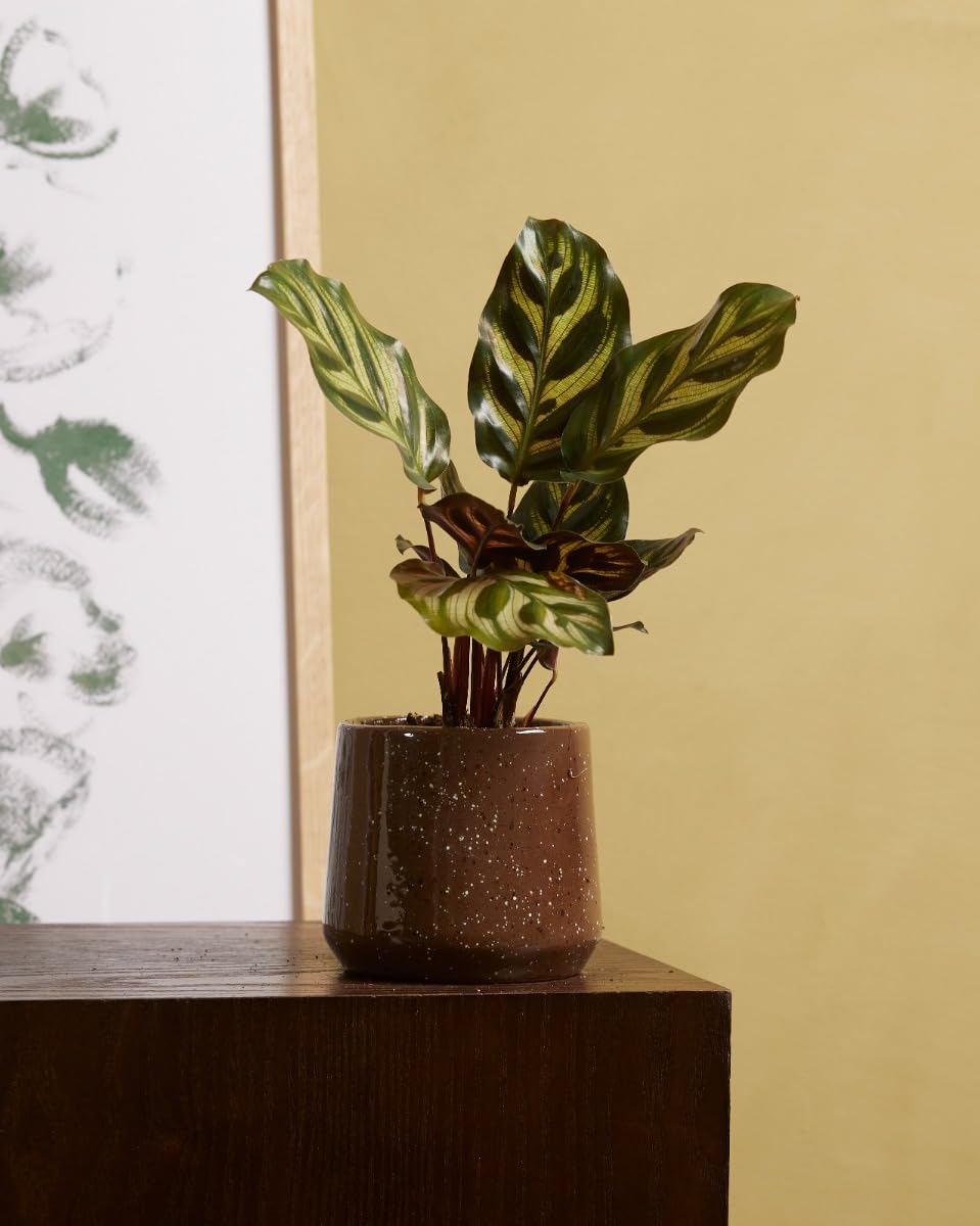 plnts-babyplnts-baby-calathea-makoyana-mini-10cm-haustierfreundlich image 5