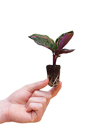 plnts-babyplnts-calathea-dottie-zimmerpflanze-15-cm-rosa image 8