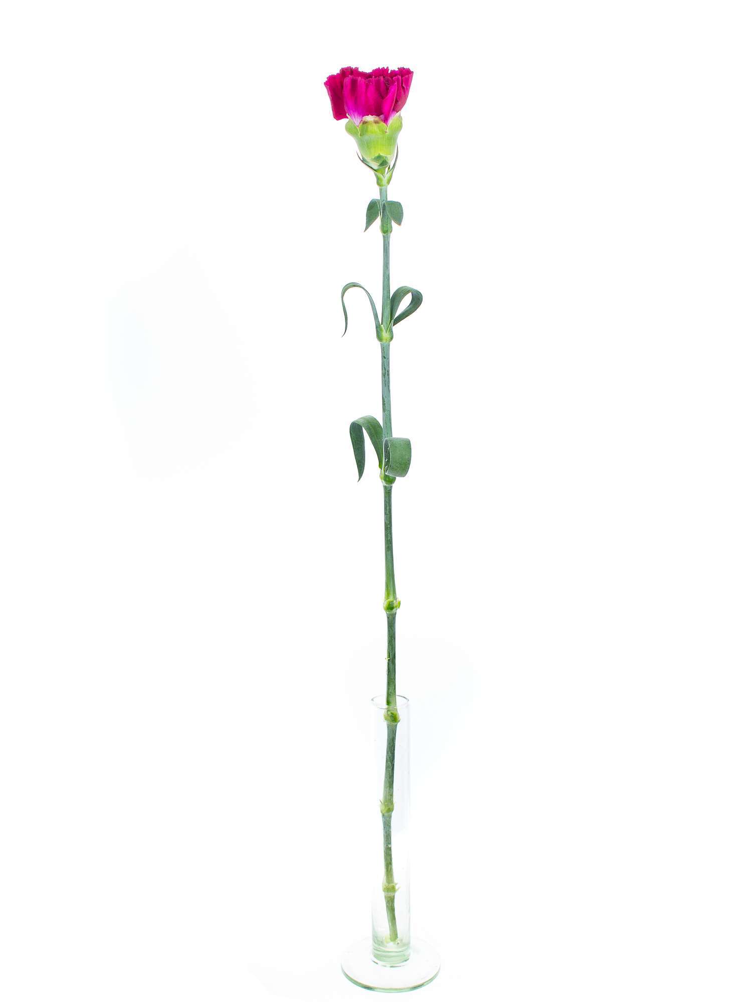 blumigo-edelnelken-golem-fuchsia-nelke-1-stiel image 4
