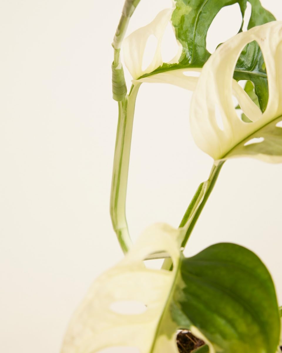 plnts-rareplnts-monstera-adansonii-variegated-zimmerpflanze-25cm image 4