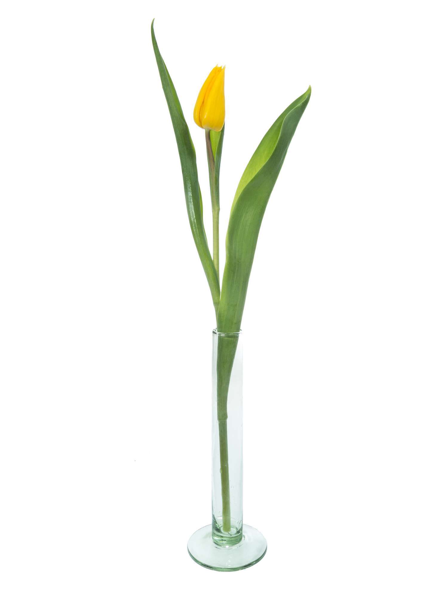 blumigo-tulpen-yokohama-schnittblumen-gelb-frisch-8-tage image 3
