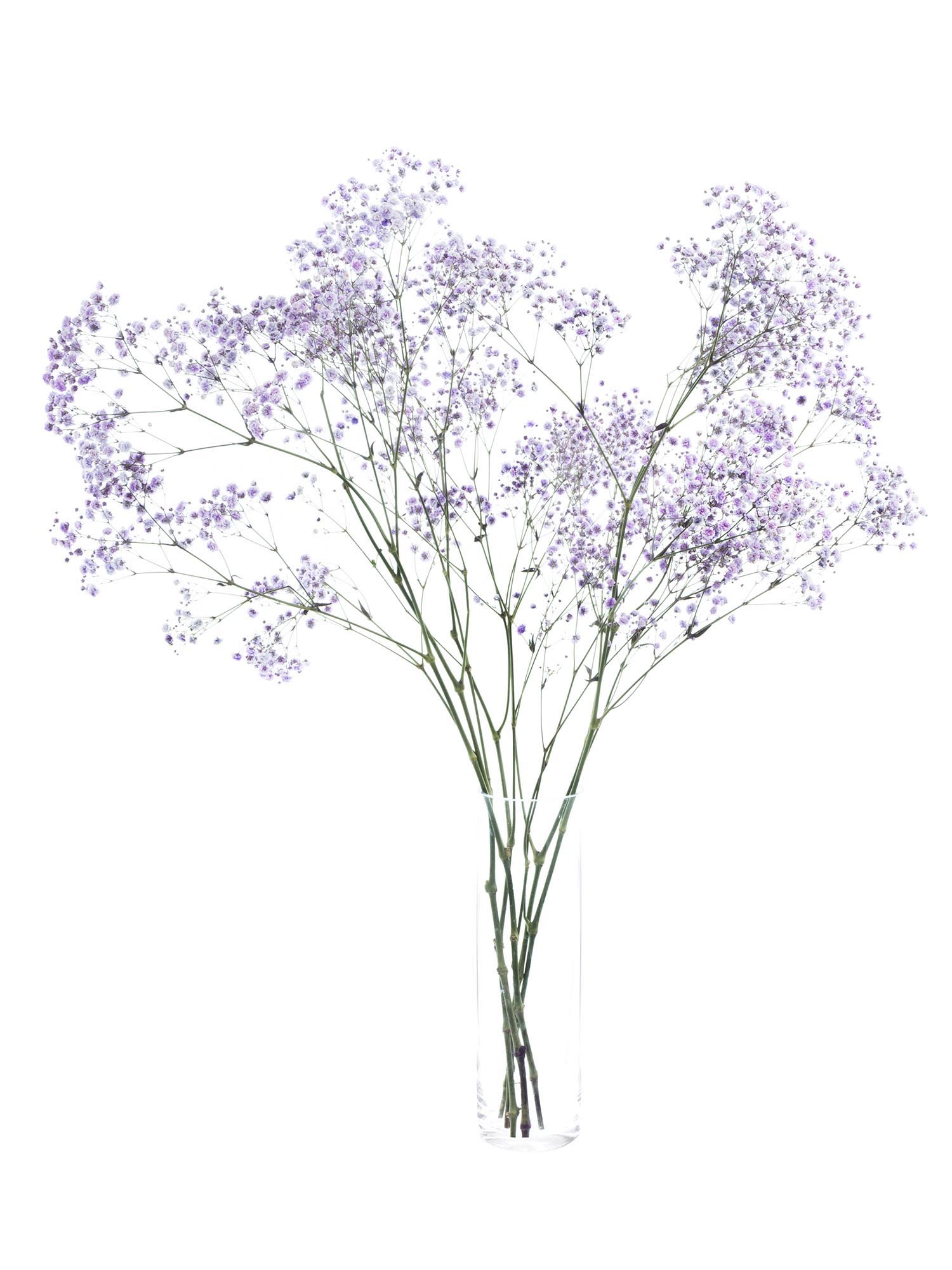 blumigo-schleierkraut-painted-schnittblume-milka-violett-1-bund image 2