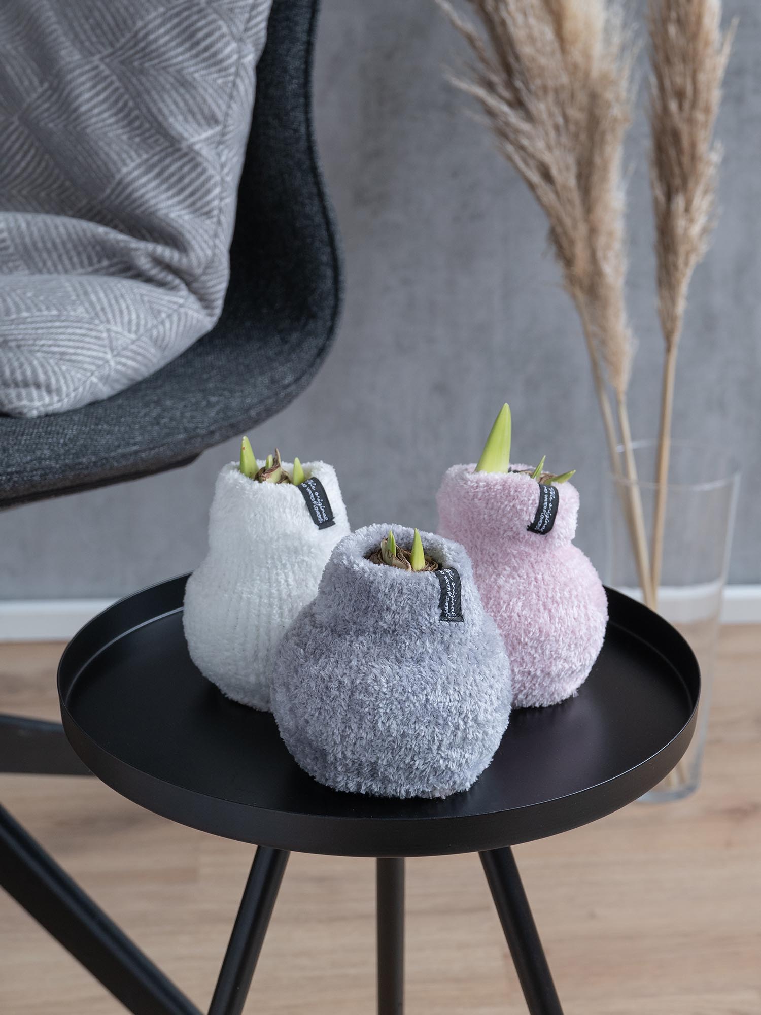 blumigo-amaryllis-knolle-im-fleece-verschiedene-farben-zwiebel image 1