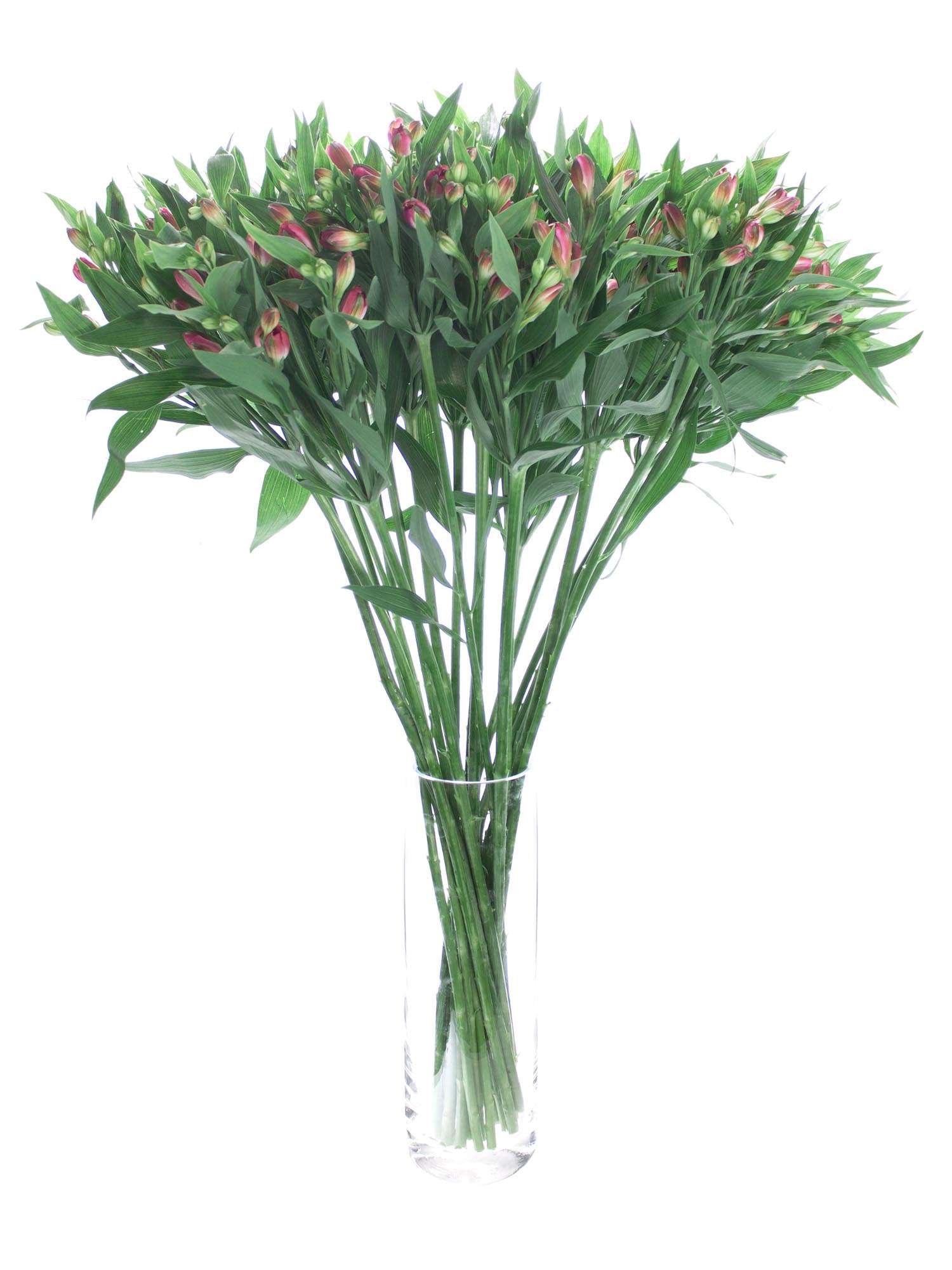 blumigo-inkalilien-florencia-noa-schnittblume-pink-creme image 2