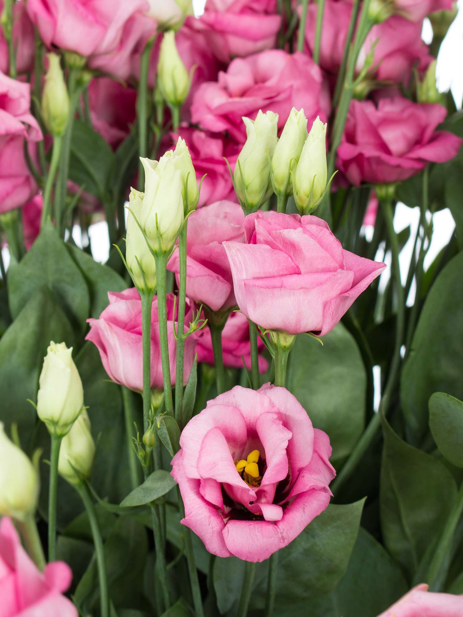 blumigo-rosen-lisianthus-eustoma-rosita-rose-alt-rosa image 2