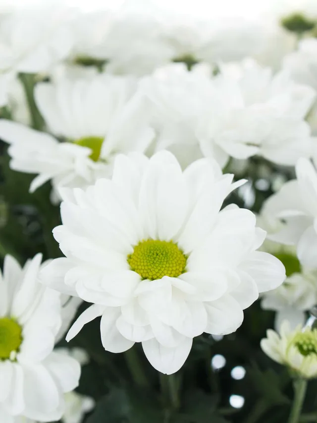 blumigo-bacardi-chrysantheme-wei-verzweigt-einzelstiel image 1