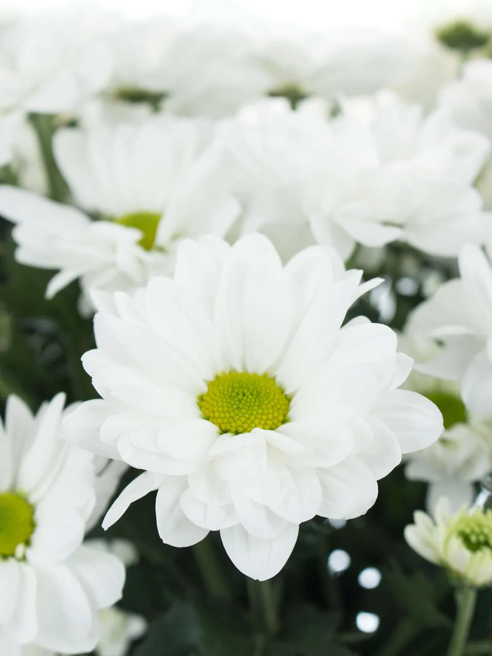 blumigo-bacardi-chrysantheme-wei-verzweigt-einzelstiel image 1