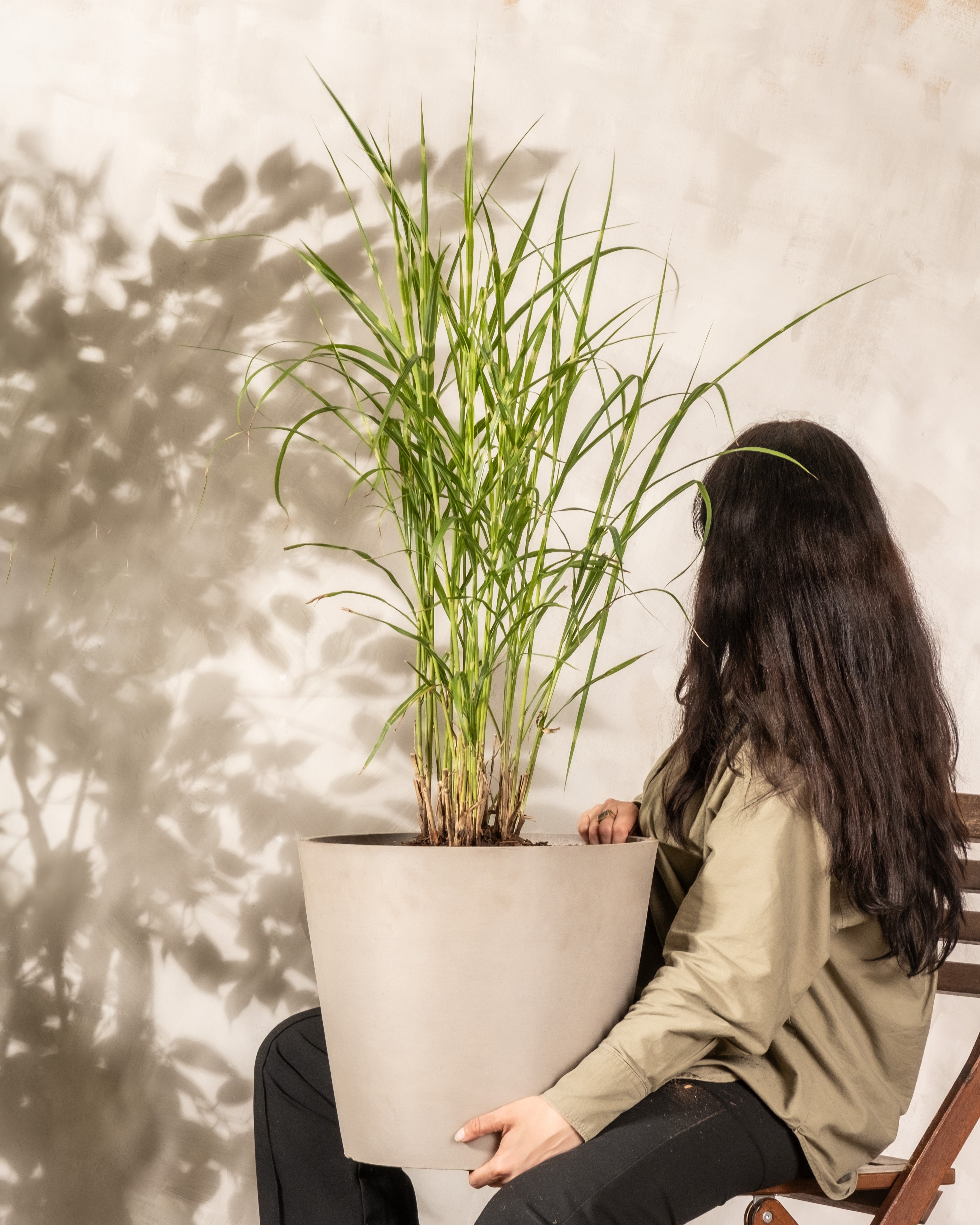 feey-miscanthus-strictus-ziergras-winterhart-1-2-m image 1