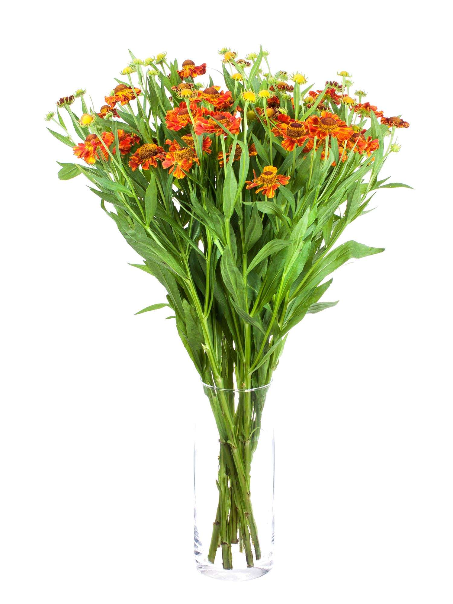 blumigo-helenium-autumn-fire-orange-rote-schnittblume-stiel image 2