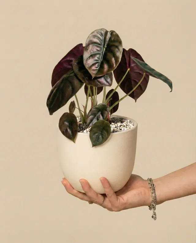 feey-variado-alocasia-red-secret-elefantenohr-topf-16 image 1