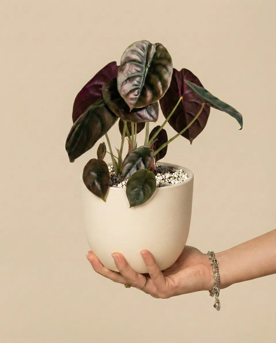 feey-variado-alocasia-red-secret-elefantenohr-topf-16 image 1