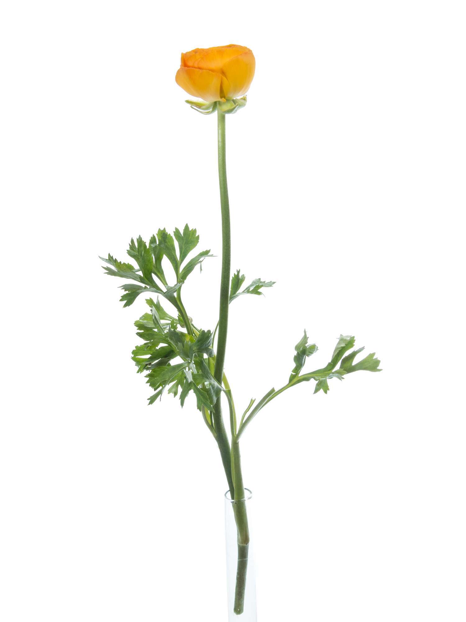blumigo-ranunkeln-xxl-gelbe-schnittblume-gro-einzelstiel image 3