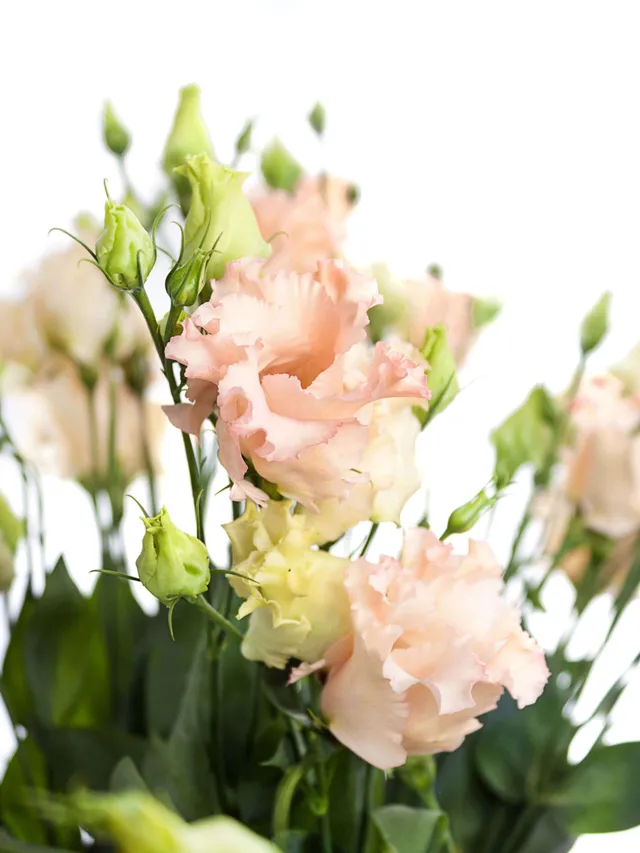 blumigo-lisianthus-falda-apricot-schnittblume-apricot-creme image 1
