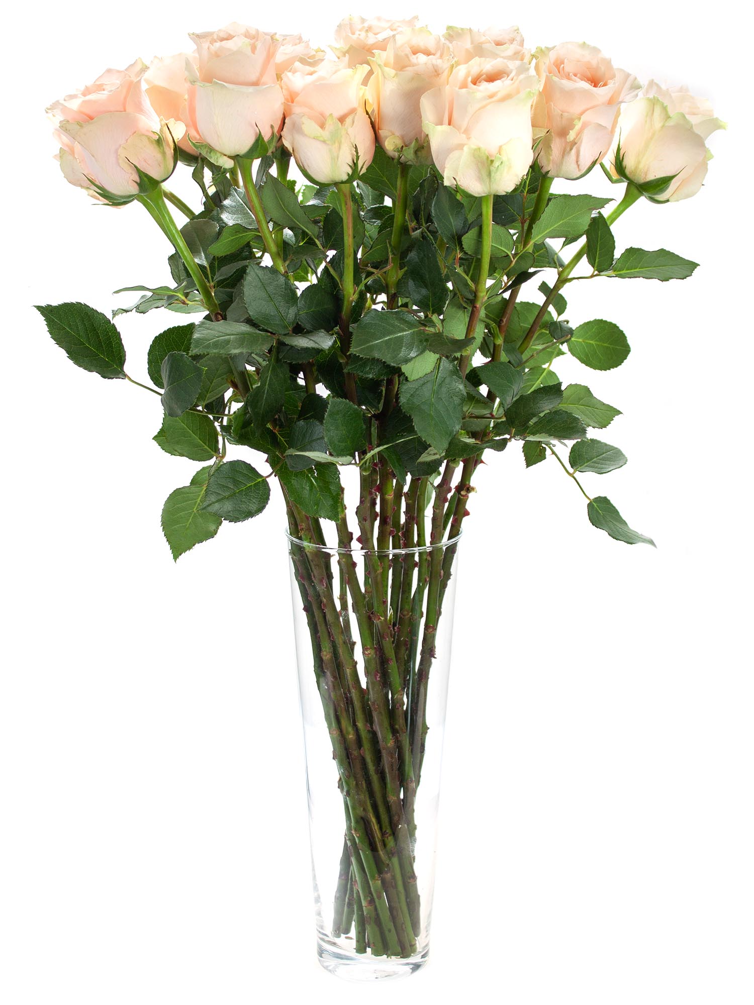 blumigo-rosen-harmony-in-peach-schnittrose-apricot image 2