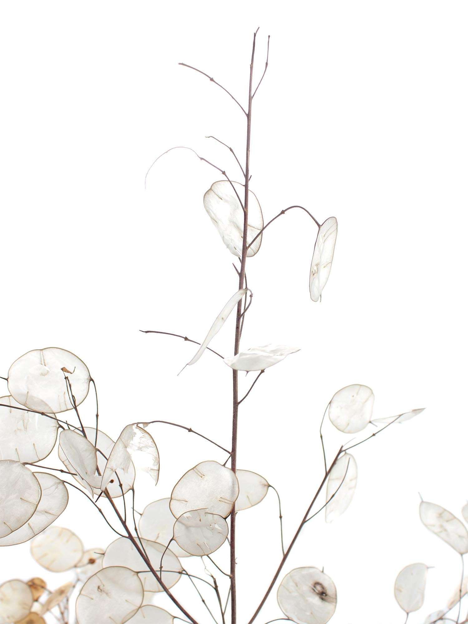 blumigo-lunaria-trockenblumen-wei-silber-getrocknet image 1