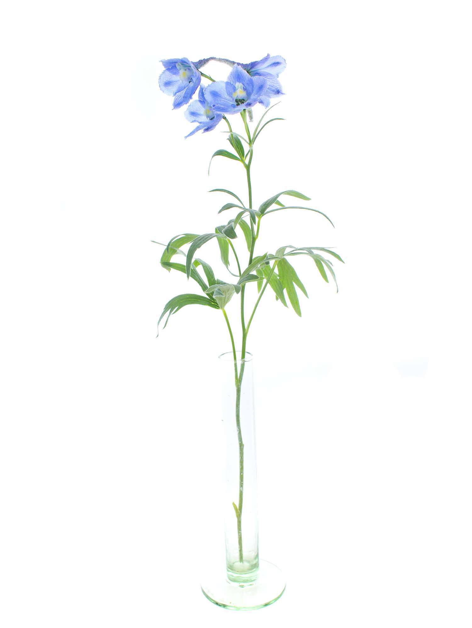 blumigo-delphinium-neds-dievera-blaue-schnittblume image 3