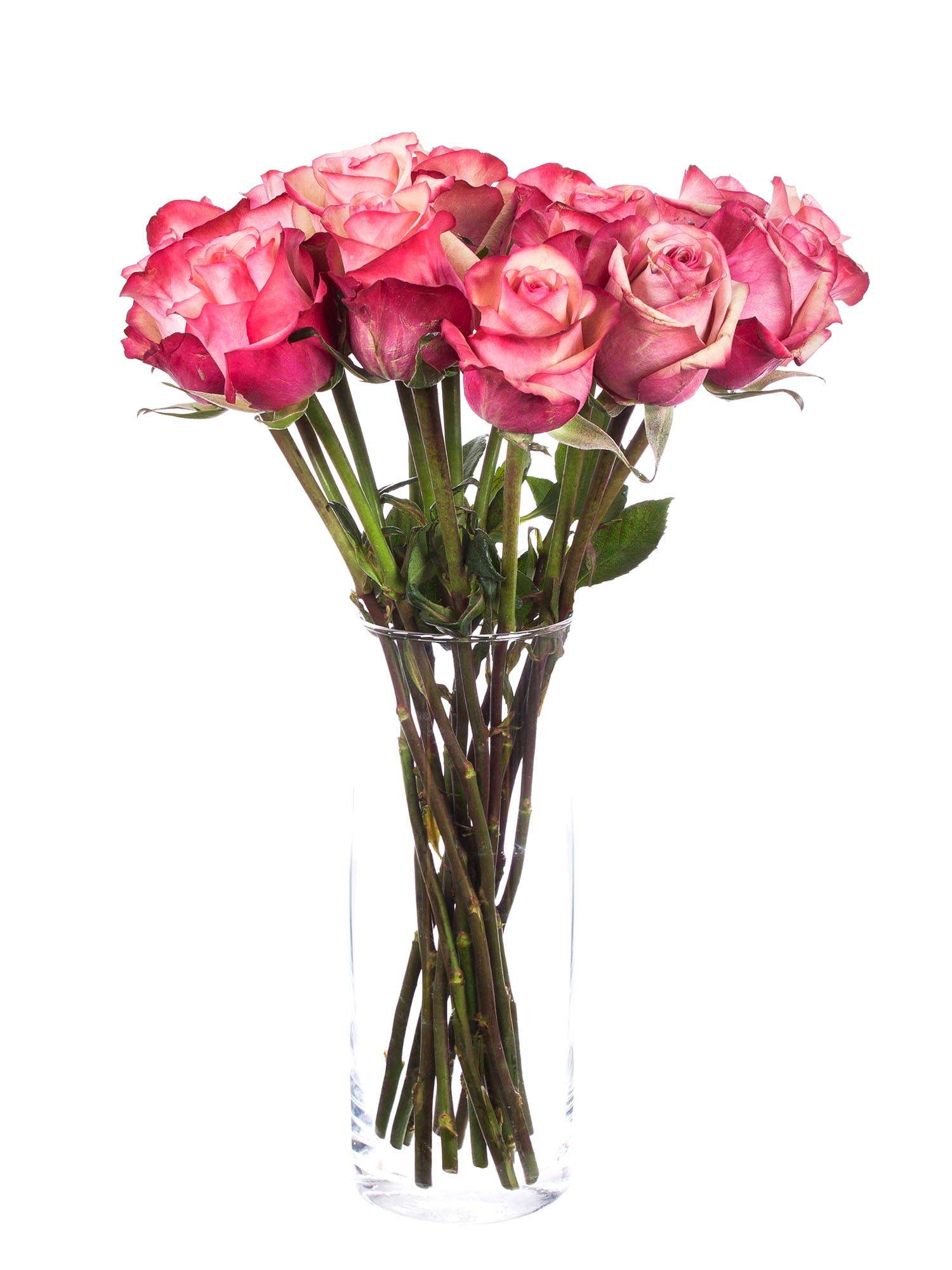 blumigo-vintage-rosen-pink-creme-schnittrose image 2