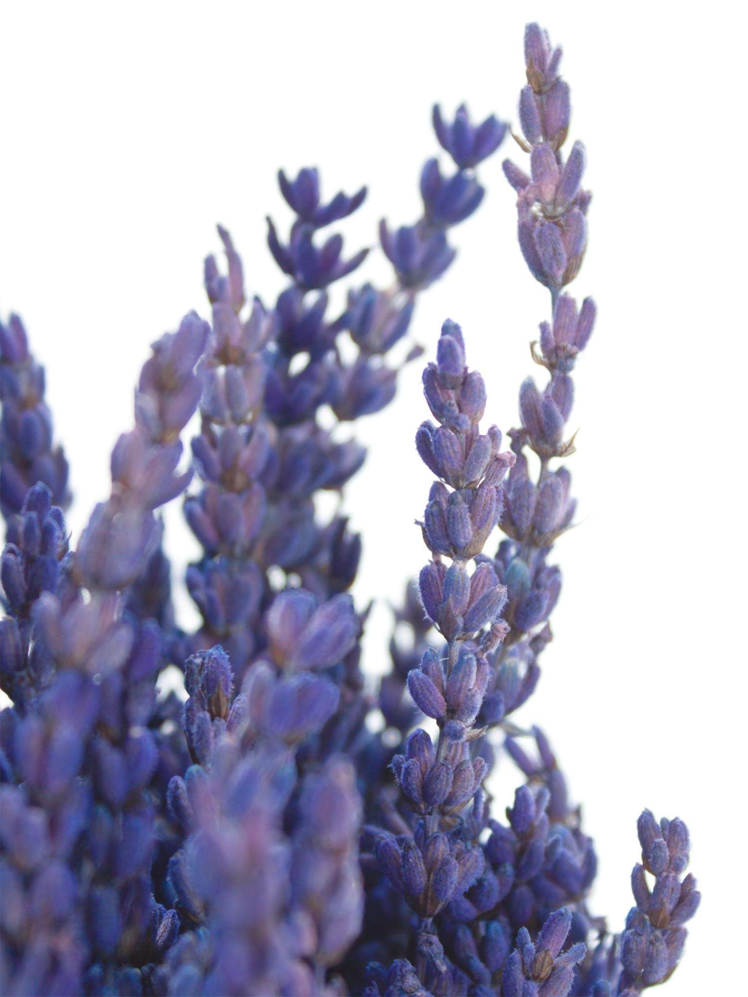 blumigo-trockenblumen-lavendel-trockenstrau-blau-duftend image 1