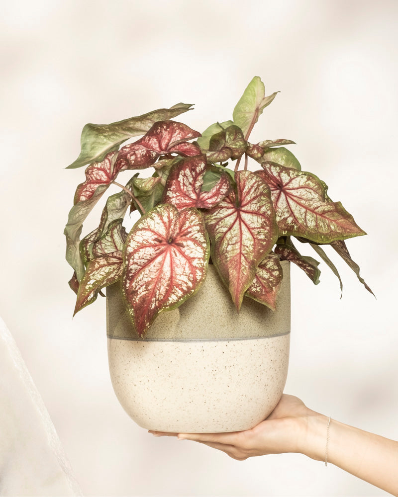 feey-variado-caladium-bicolor-zimmerpflanze-bunte-bl-tter image 1