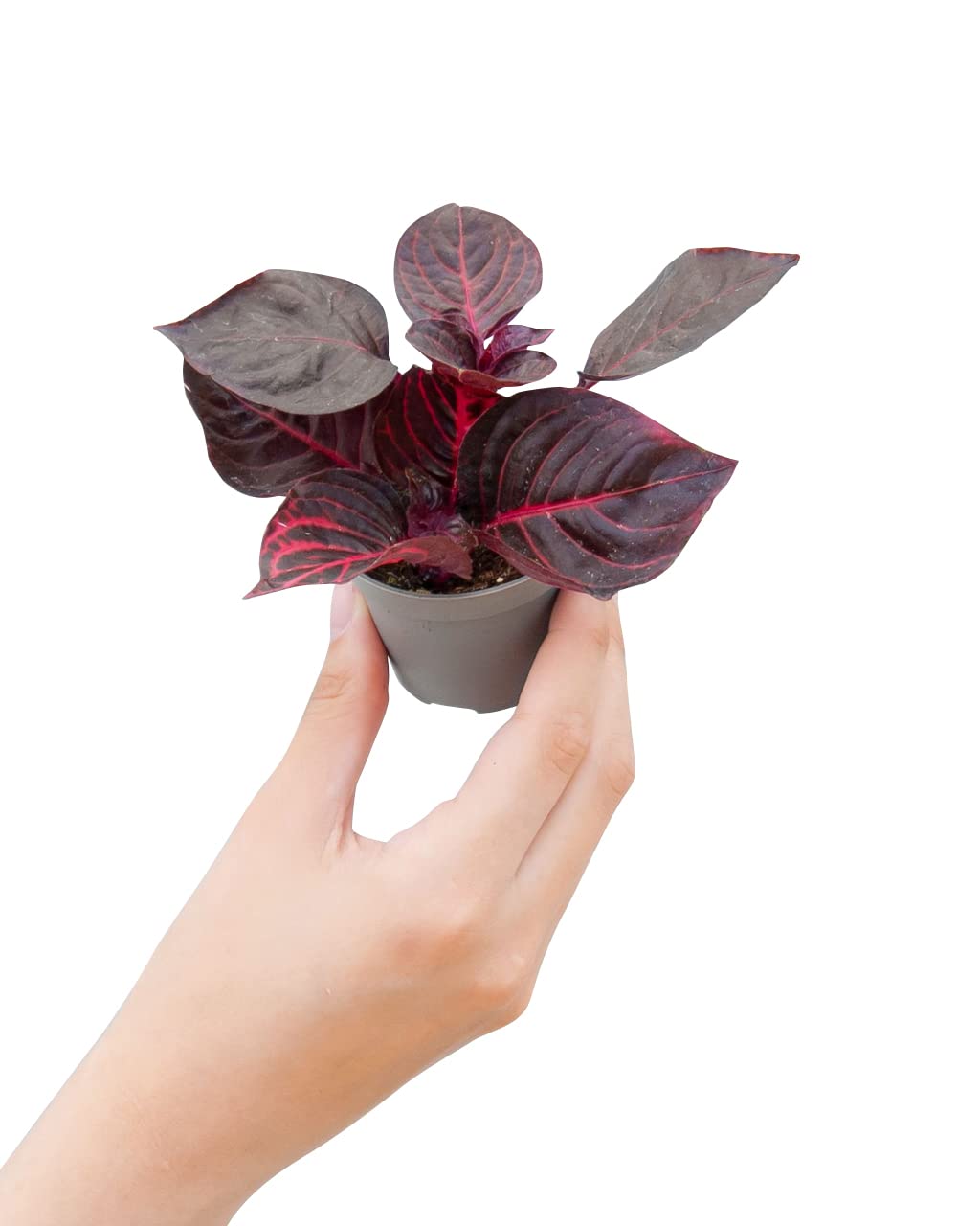 plnts-babyplnts-herbstii-bloodleaf-zimmerpflanze-6cm-topf image 1