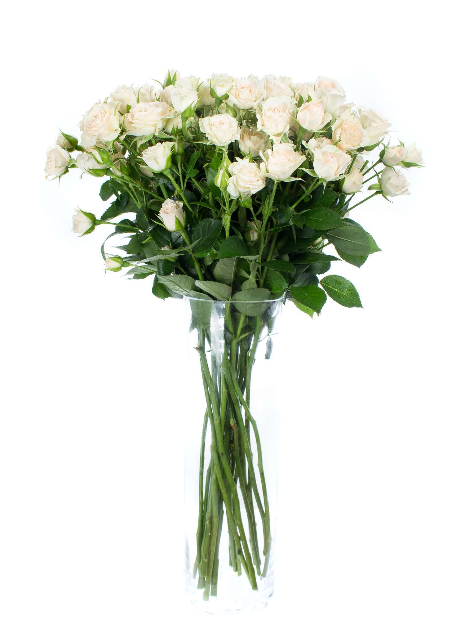 blumigo-rosen-cream-gracia-rose-verzweigt-creme image 2