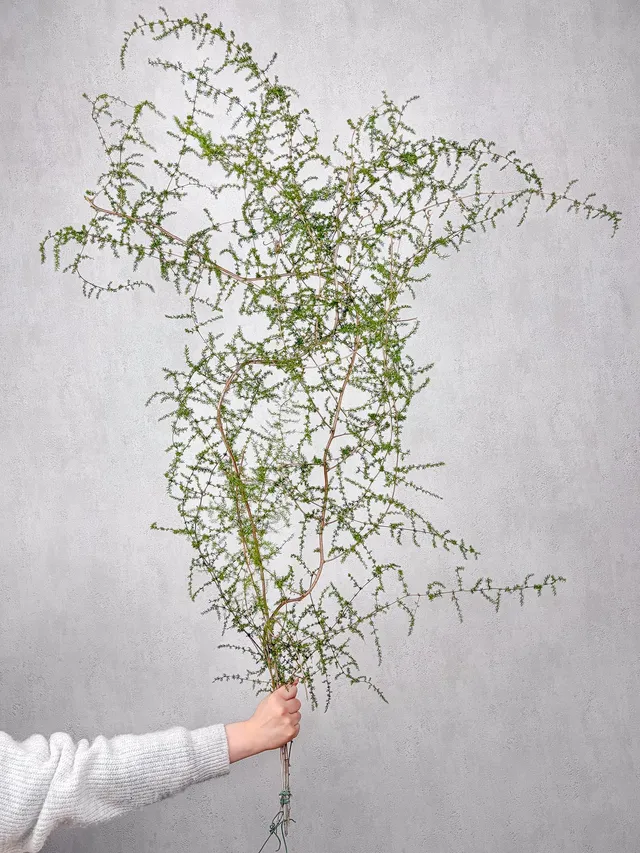 blumigo-asparagus-wild-nature-schnittgr-n-gr-n-frisch image 1