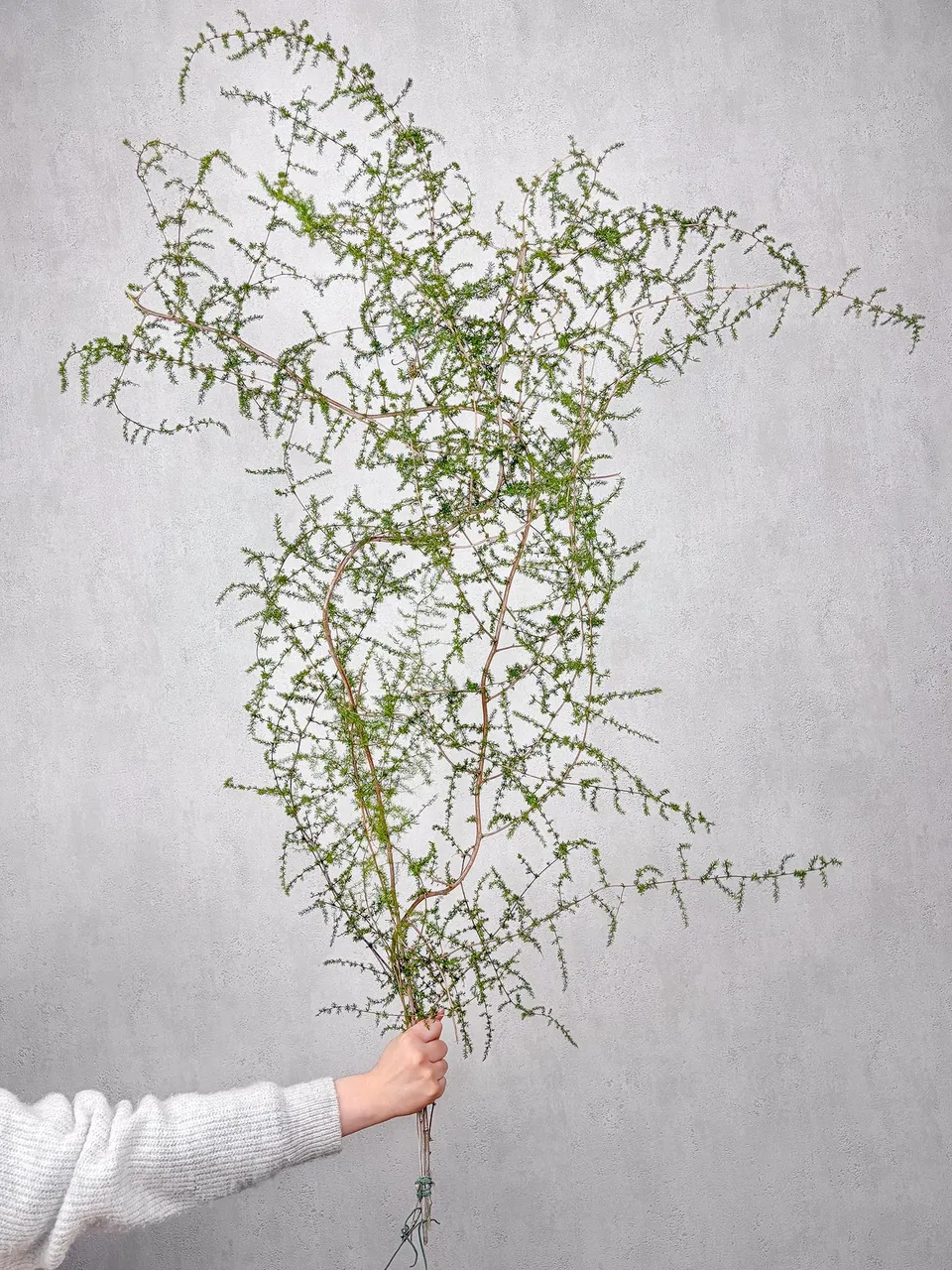 blumigo-asparagus-wild-nature-schnittgr-n-gr-n-frisch image 1