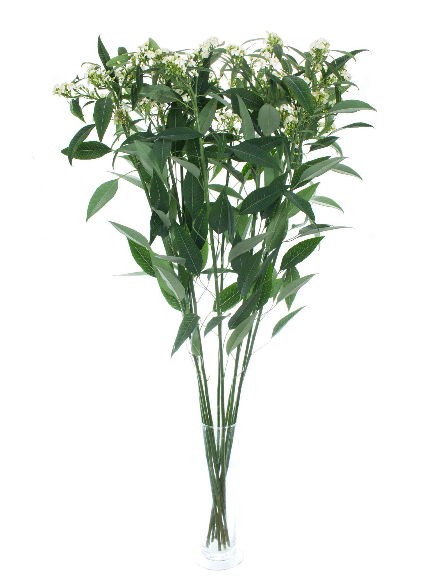 blumigo-blattwerk-euphorbia-fulgens-quicksilver-schnittblume-wei-1-stiel image 2