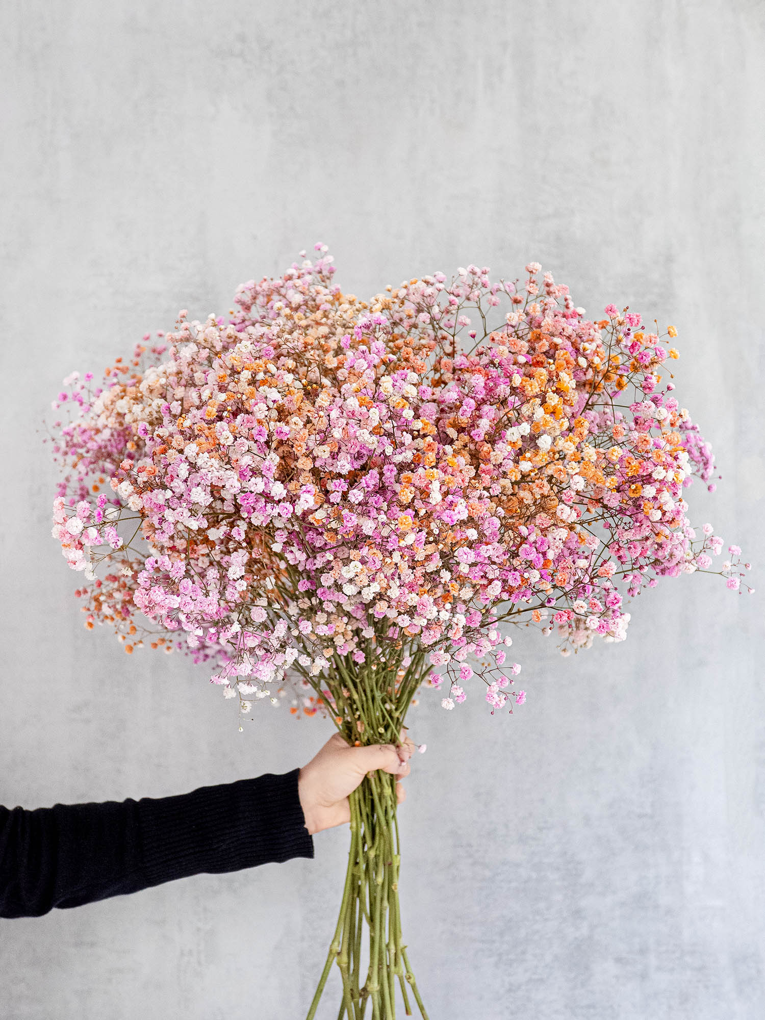 blumigo-schleierkraut-disco-malibu-schnittblumen-orange-pink image 2