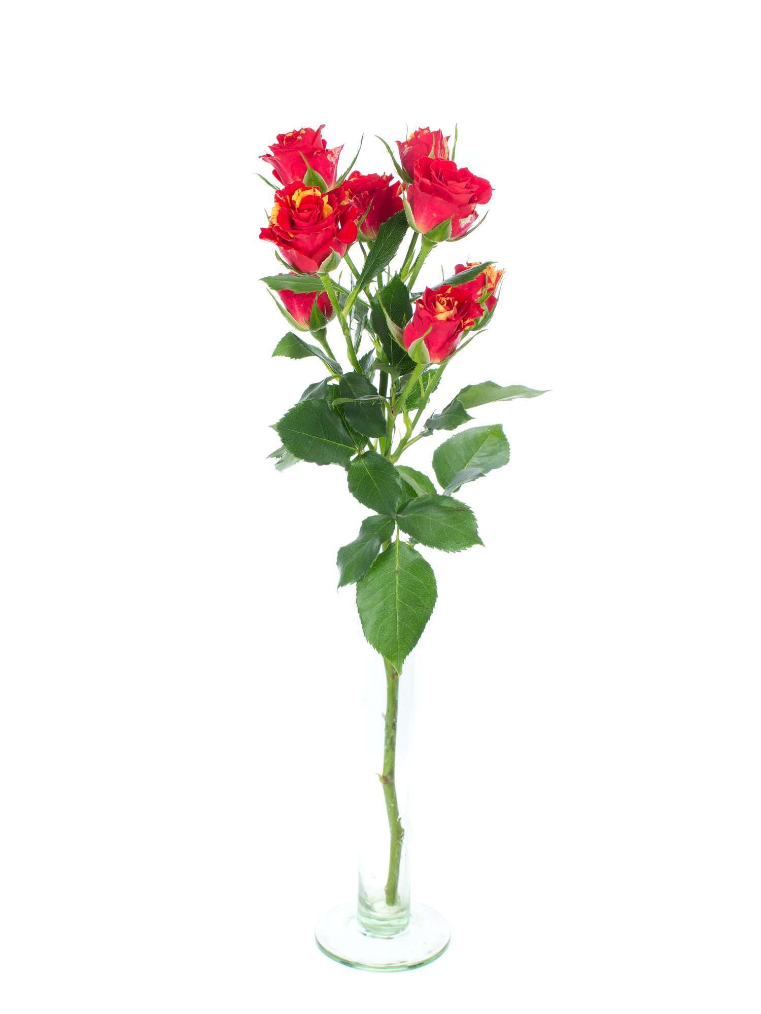 blumigo-rosen-fire-flash-rose-rot-gelb-verzweigt image 3