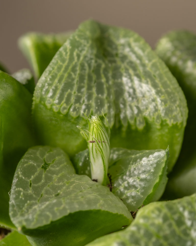 feey-variado-haworthia-retusa-sukkulente-ohne-bertopf-rarit-t image 2