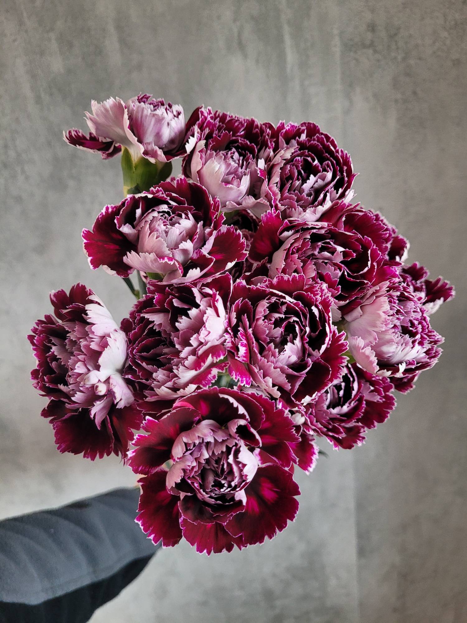 blumigo-nelken-minerva-edelnelke-pink-burgunder-st-ck image 2