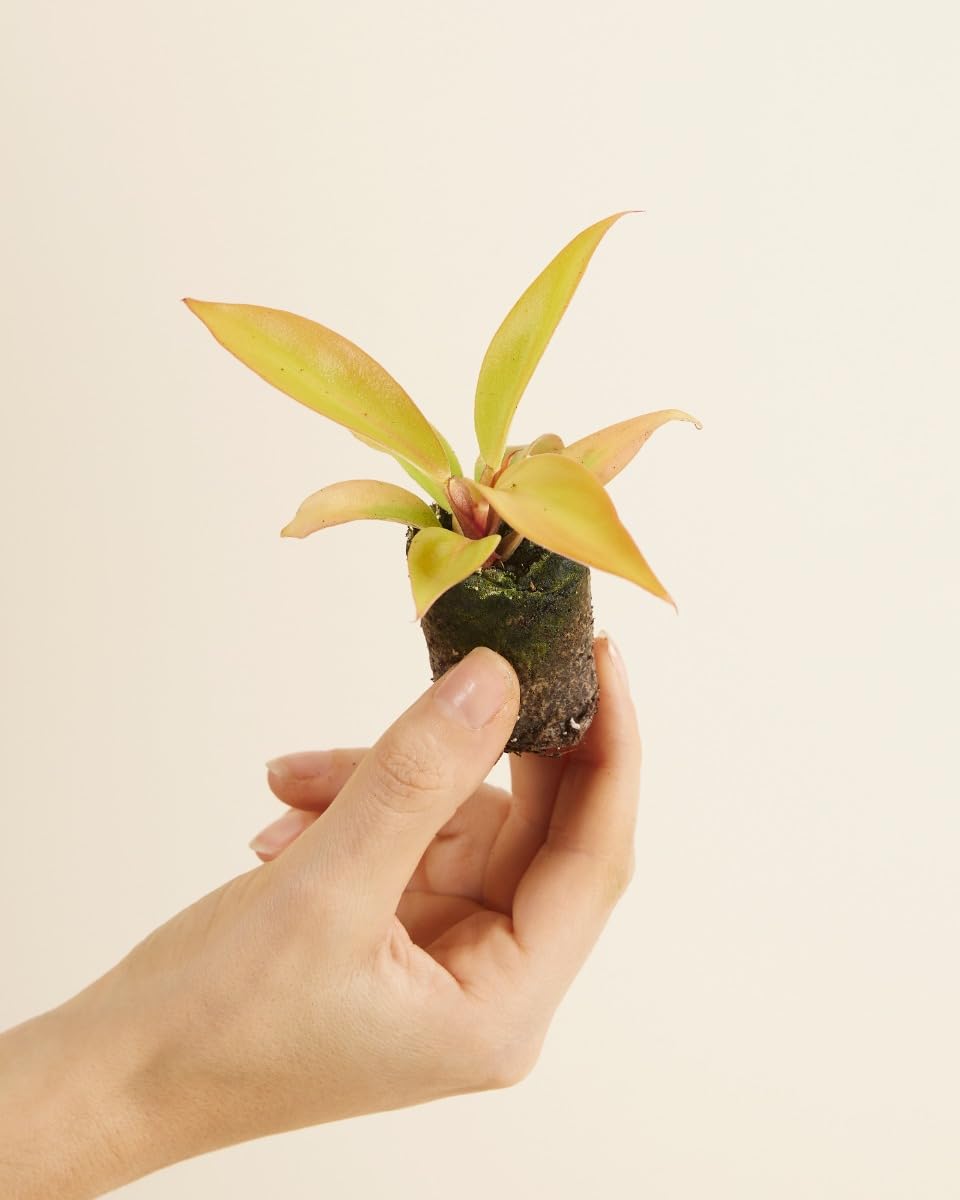 plnts-babyplnts-philodendron-prince-of-orange-zimmerpflanze image 2