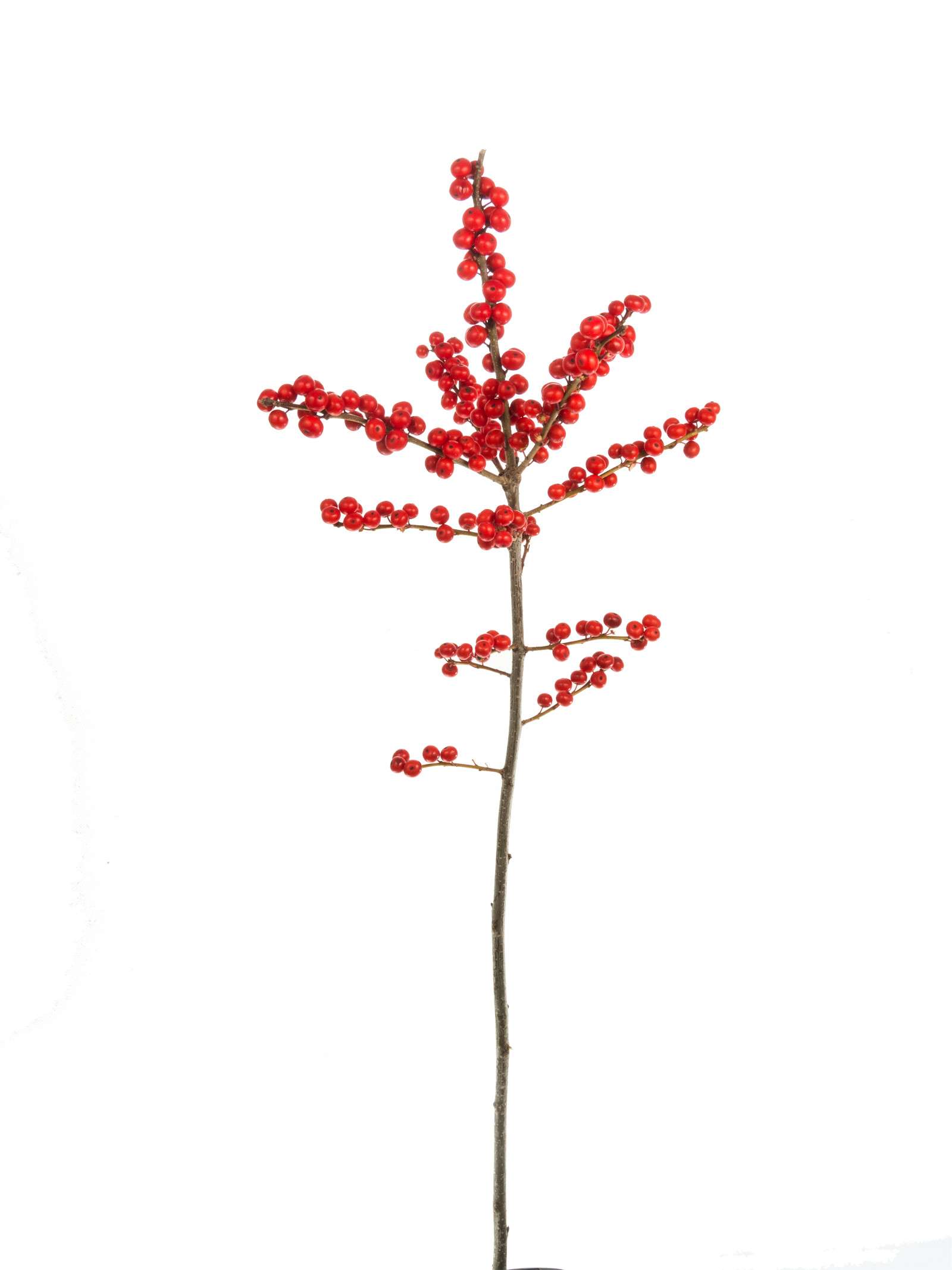 blumigo-ilex-zweige-rot-mit-beeren-stechpalme image 7