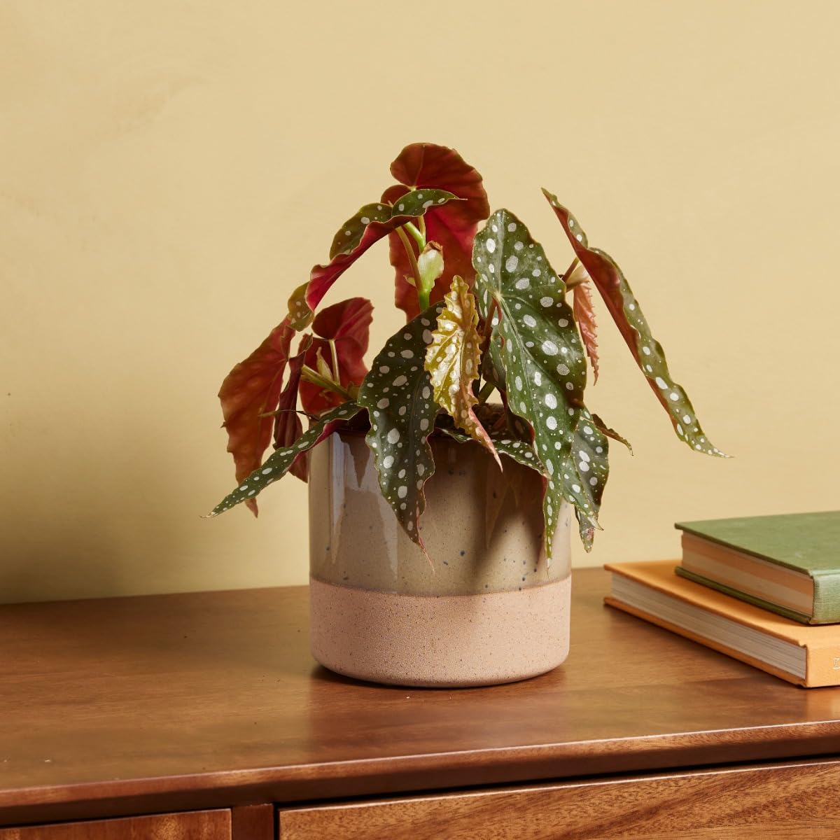 plnts-begonia-maculata-zimmerpflanze-20-cm-12-cm-topf image 7