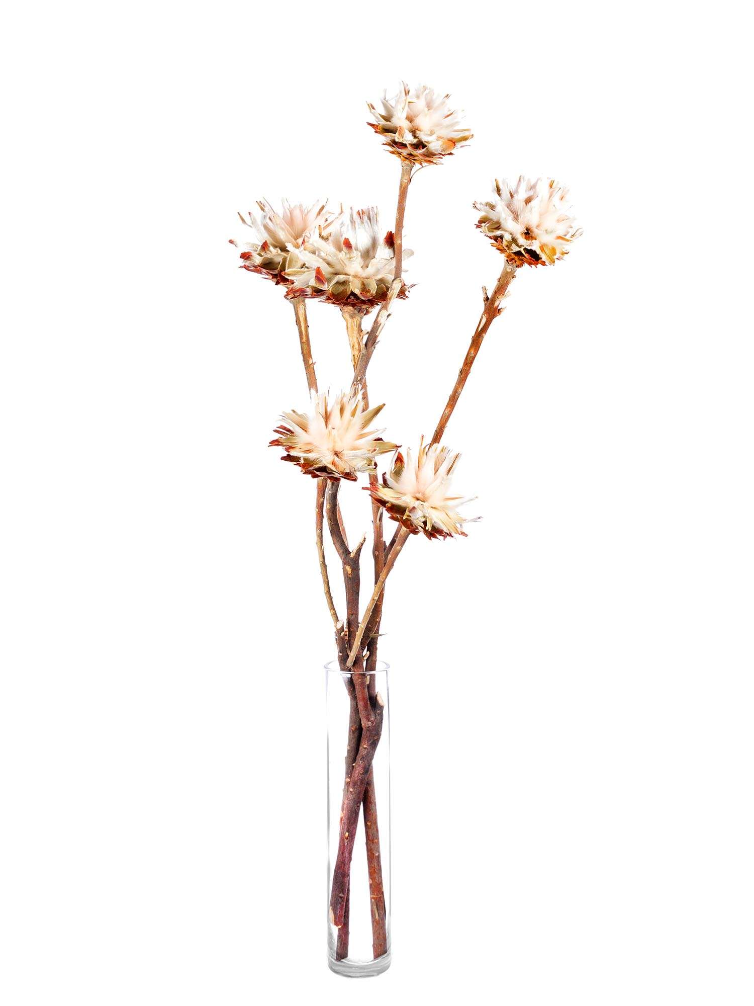 blumigo-trockenblumen-leucospermum-plumosum-creme image 2