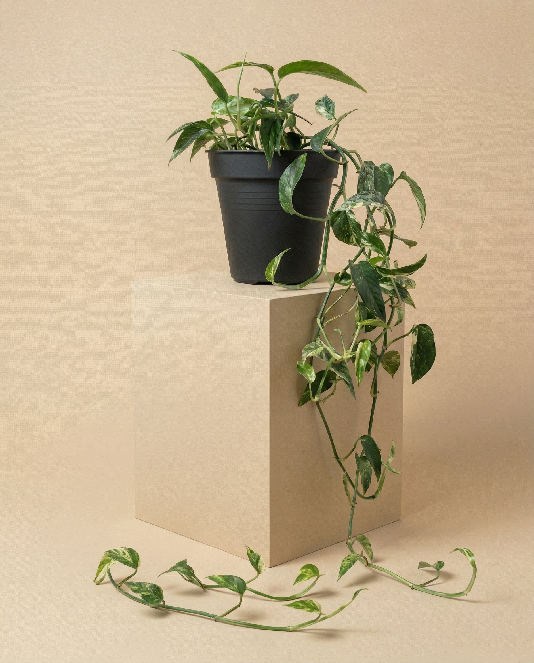 feey-variado-epipremnum-pinnatum-efeutute-ohne-topf image 3