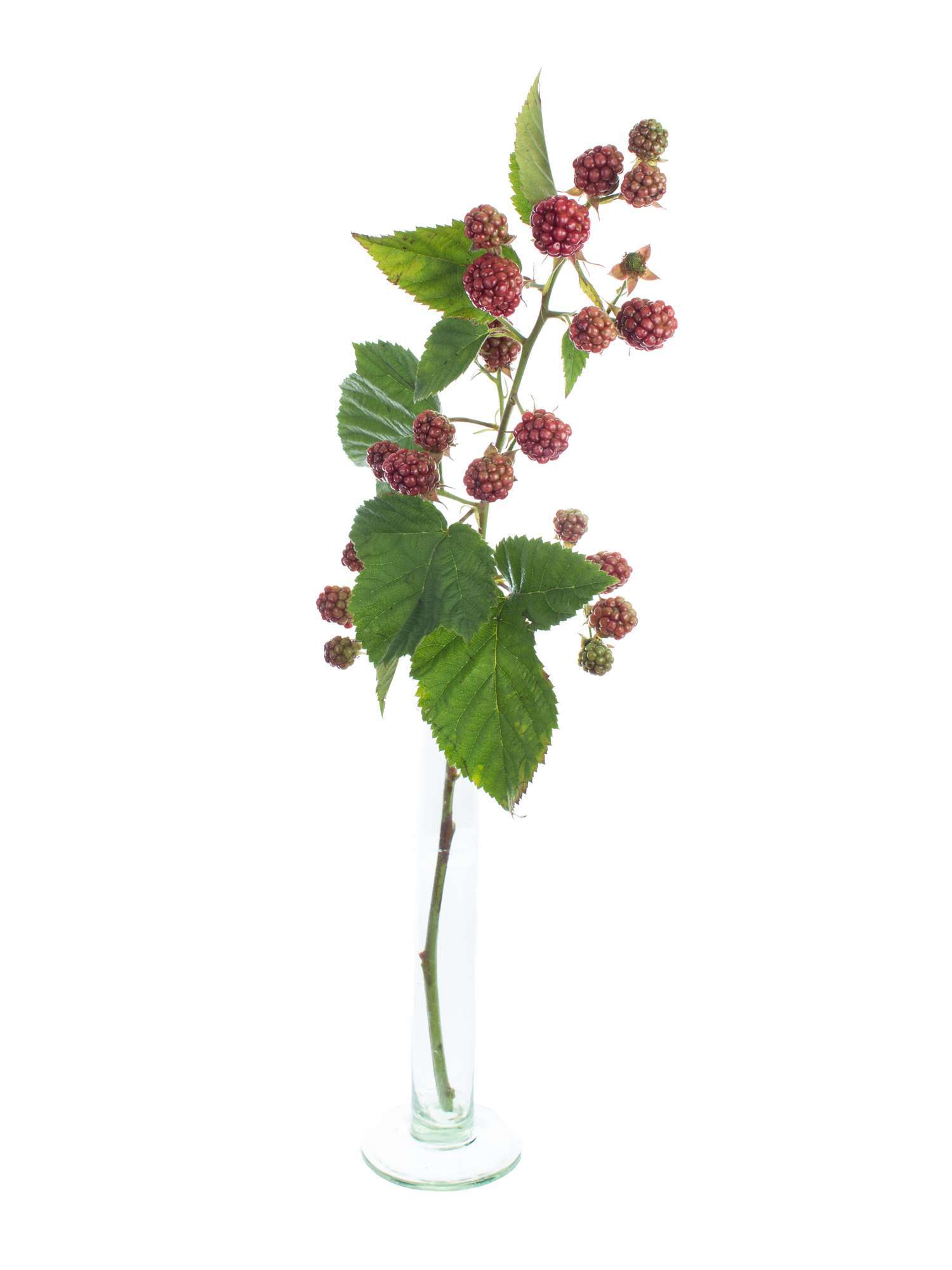 blumigo-zweige-rubus-chester-brombeeren-rot-schwarz-deko image 3
