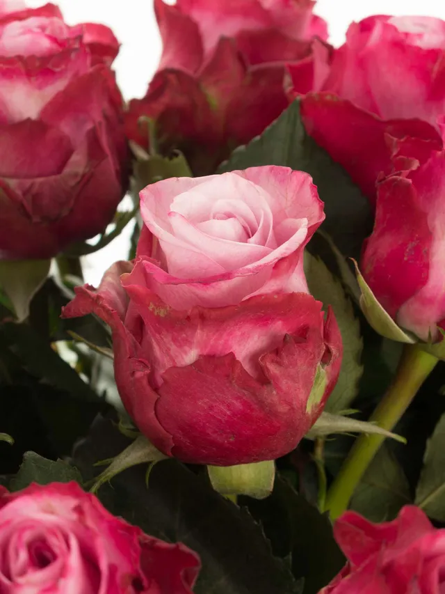 blumigo-rosen-deep-water-schnittrose-violett-pink image 1