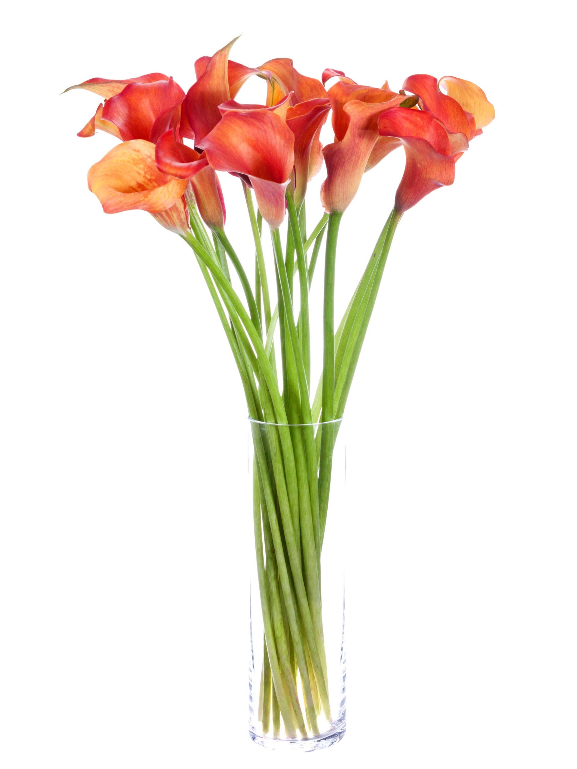 blumigo-calla-captain-odeon-schnittblume-orange-kelch image 3