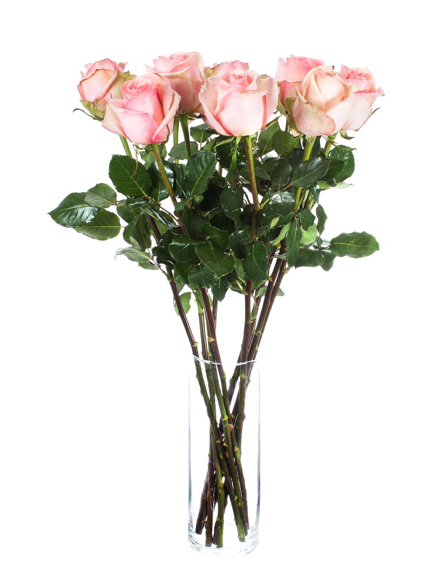 blumigo-donnatella-rosen-rosa-schnittrose image 2