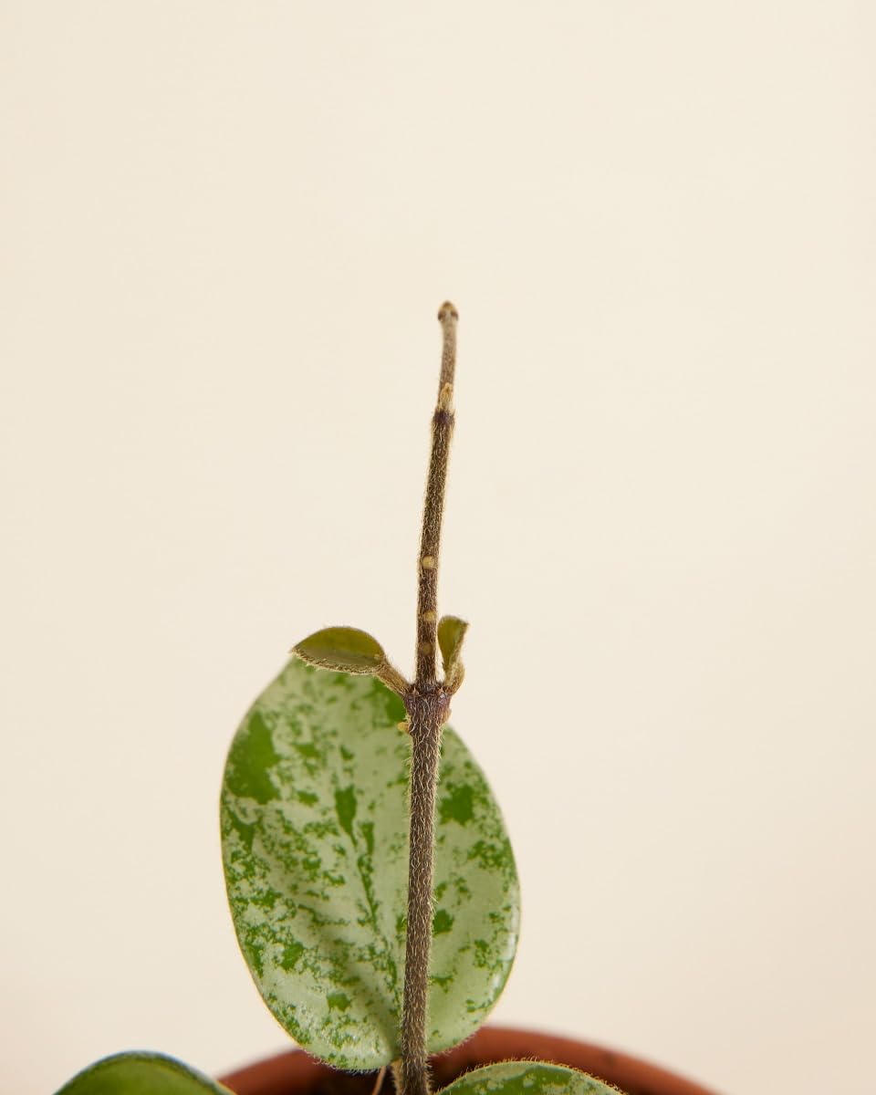 plnts-babyplnts-hoya-mathilde-zimmerpflanze-6cm-topf-wachsblume image 4