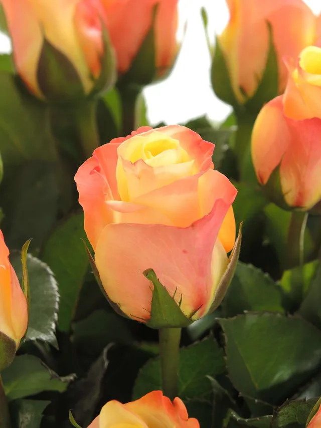 blumigo-rosen-florida-rose-orange-gelb-einzelstiel-frisch image 1