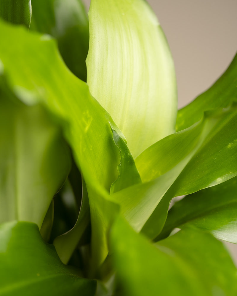 feey-drachenbaum-dracaena-fragrans-zimmerpflanze-klein-ohne-topf image 5