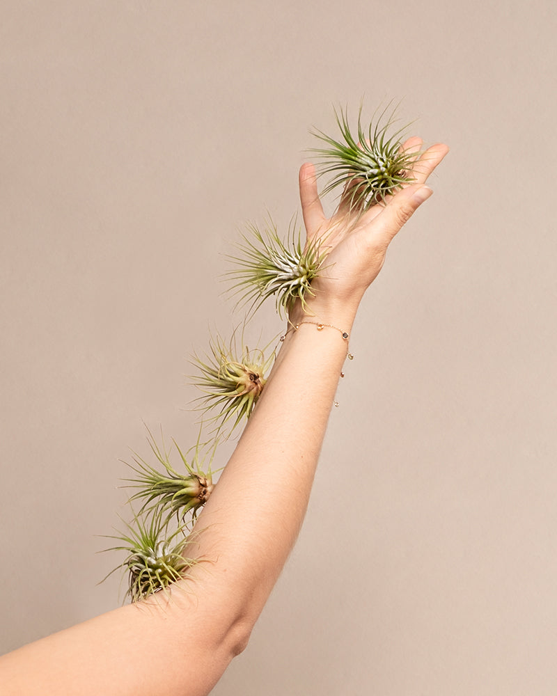 feey-variado-luftpflanzen-5-st-ck-tillandsia-ohne-erde image 5