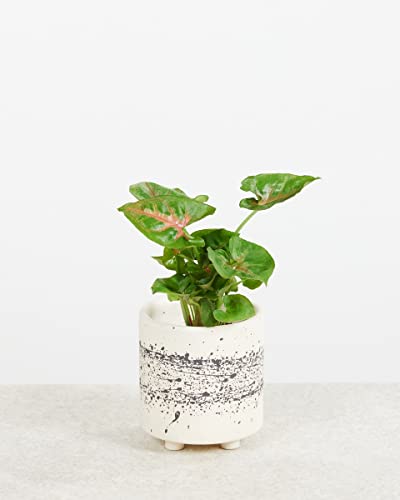 plnts-baby-syngonium-christmas-zimmerpflanze-8-cm-bunte-bl-tter image 6