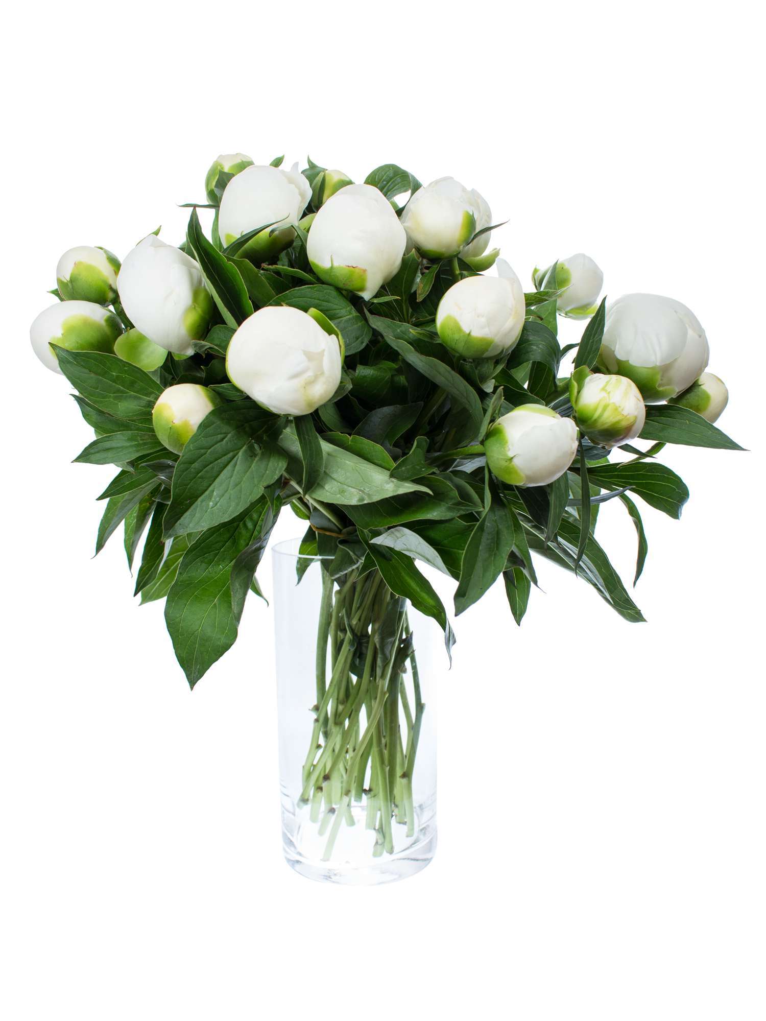 blumigo-pfingstrosen-duchesse-de-nemours-schnittblume-wei image 4