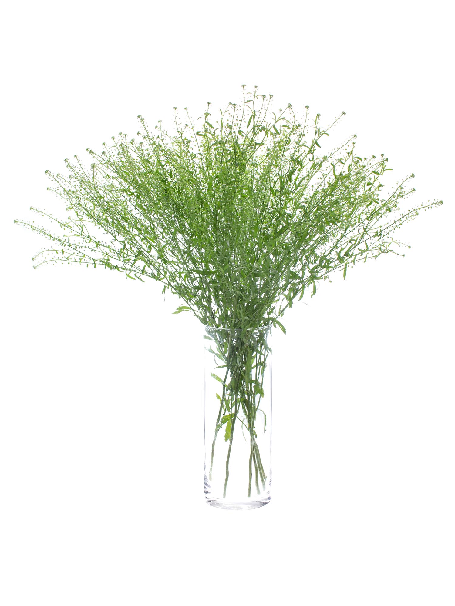 blumigo-blattwerk-hirtent-schelkraut-green-bell-gr-n-bindegr-n image 5